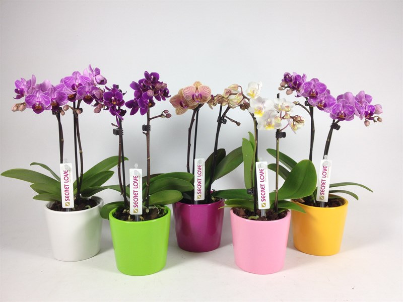 Bomboniere per Battesimo: Idee Utili ed originali. - Orchidea bomboniere