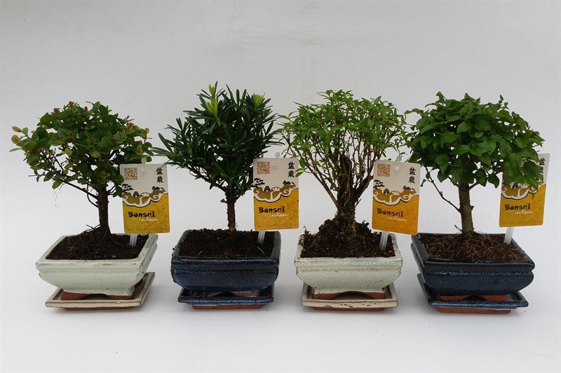 Bomboniere Bonsai L Angolo Fiorito Bgl Angolo Fiorito Bg