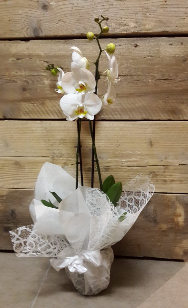 Pianta di orchidea