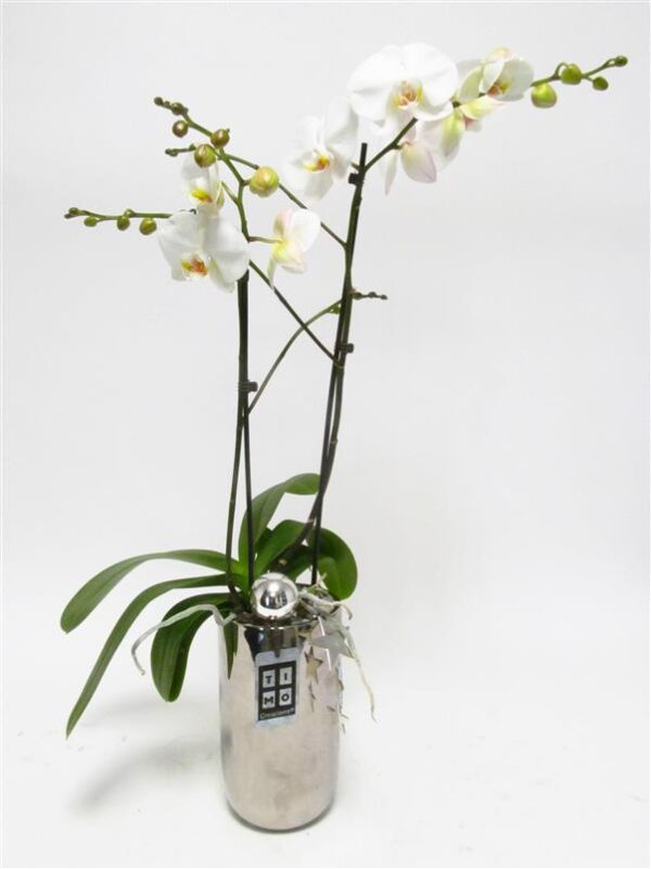 Pianta di orchidea